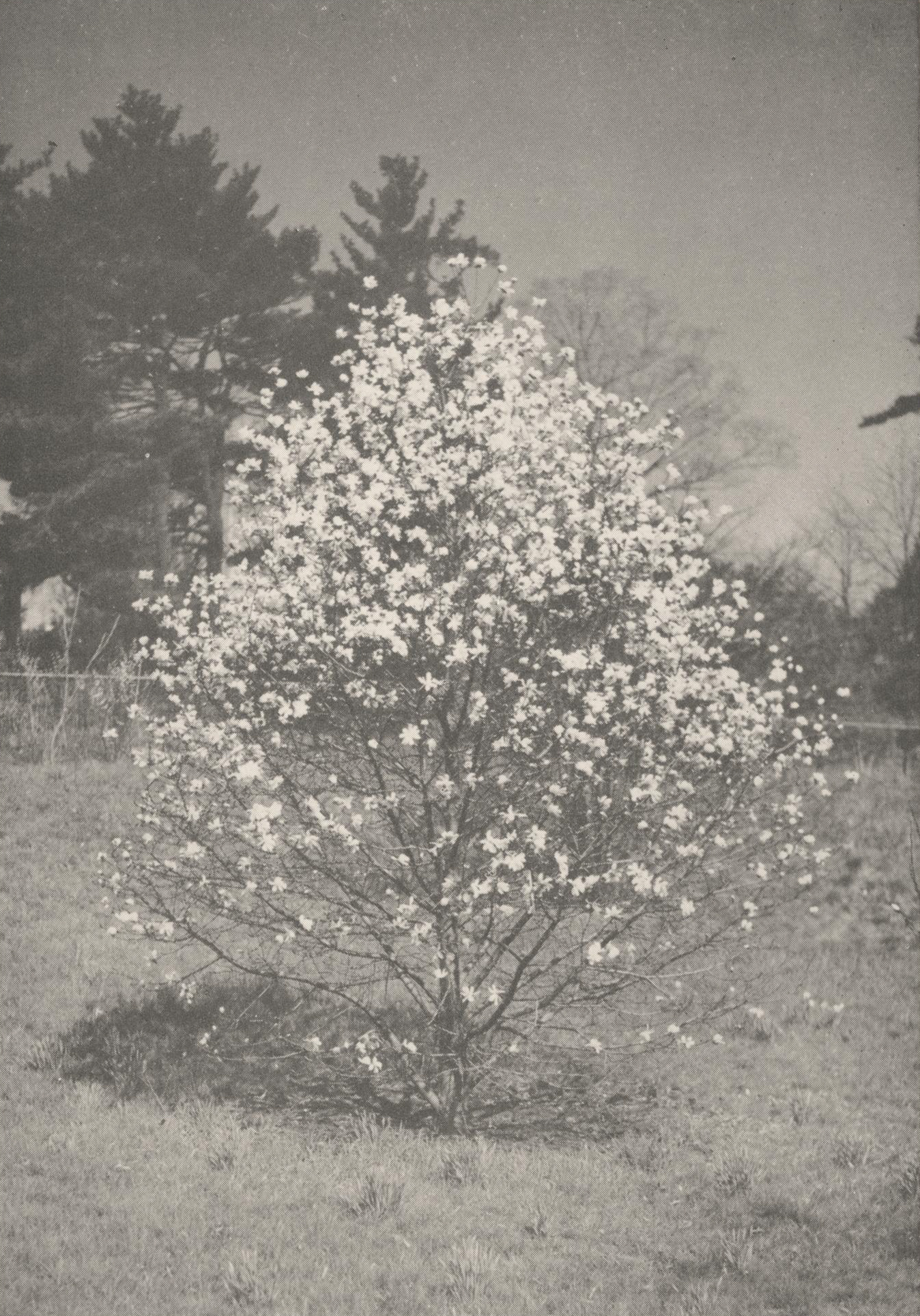 Black-and-white photograph of small magnolia plant covered with white flowers