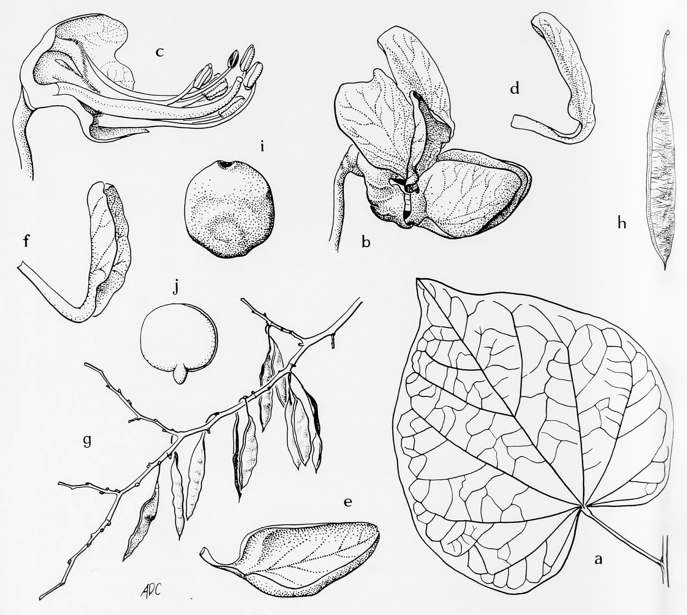 Line drawing of redbud with insets showing stem, leaves, fruit, and flowers