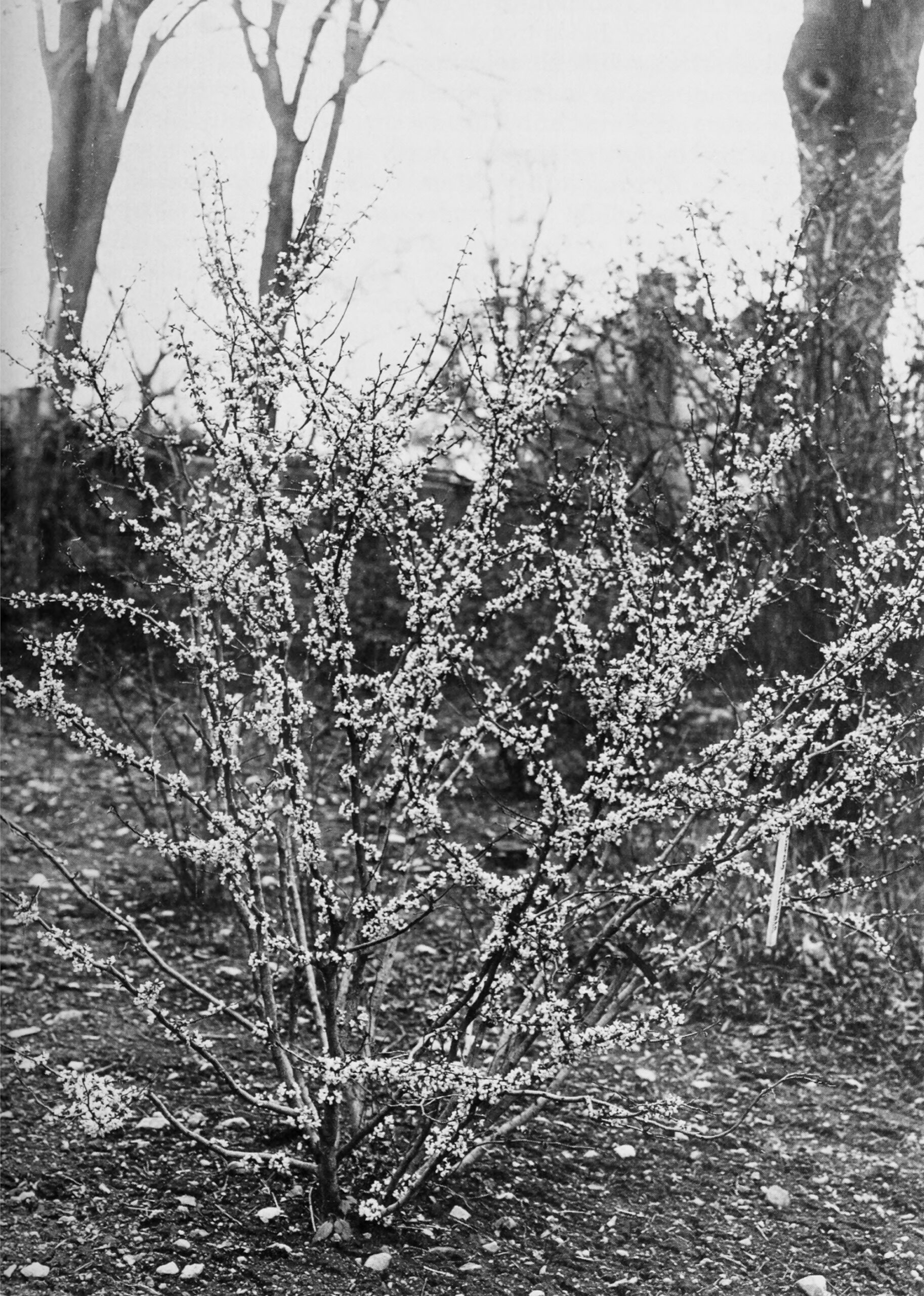 Black-and-white photograph of Chinese redbud in flower, showing young plant with shrub-like form