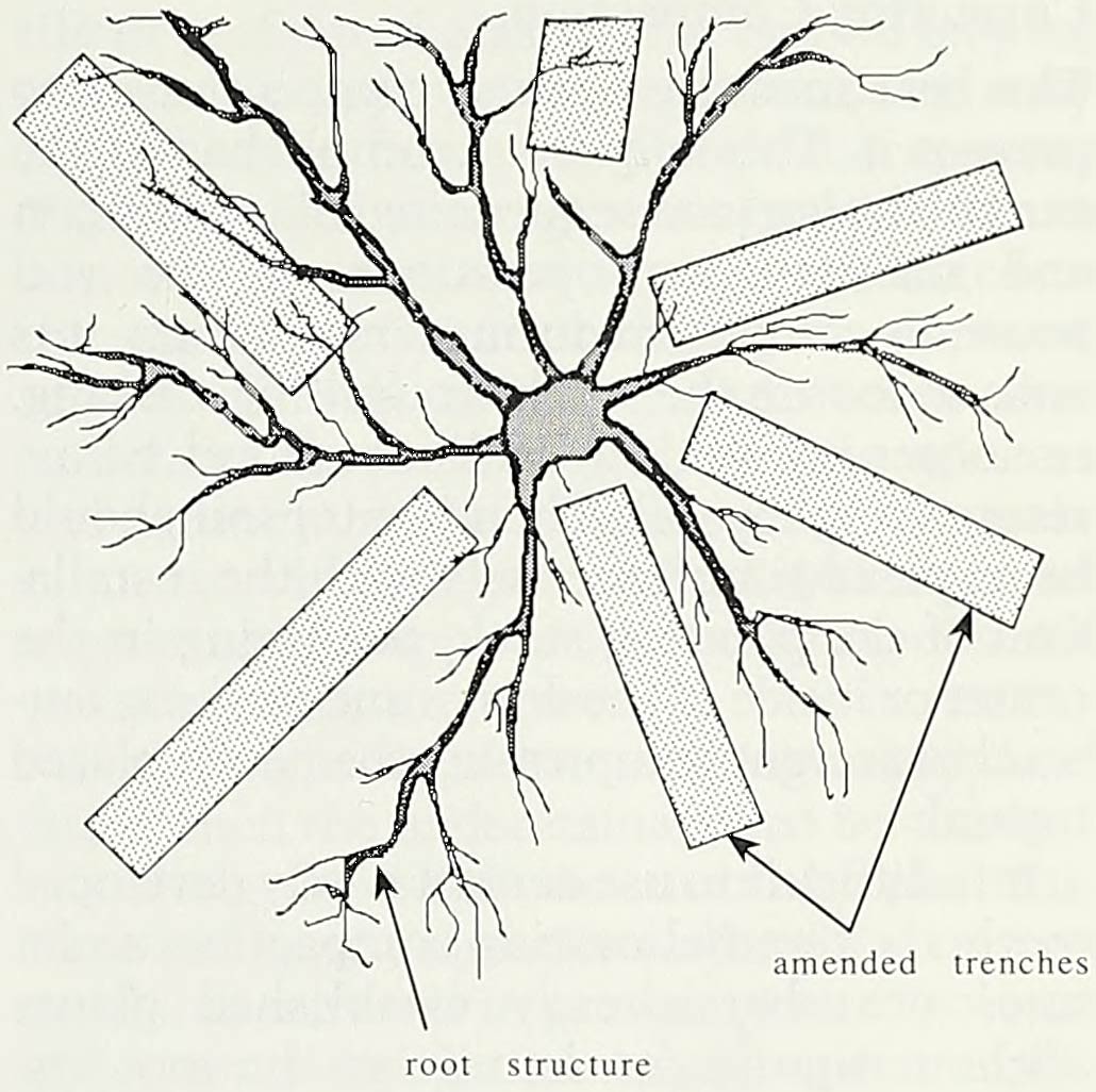 A sketch of the trenching and backfill technique for loosening deep soil compaction around existing tree root systems.