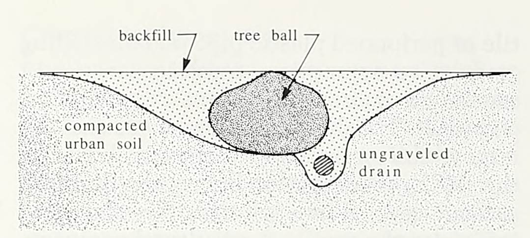 A sketch showing a typical application of underdrainage in an urban tree planting.