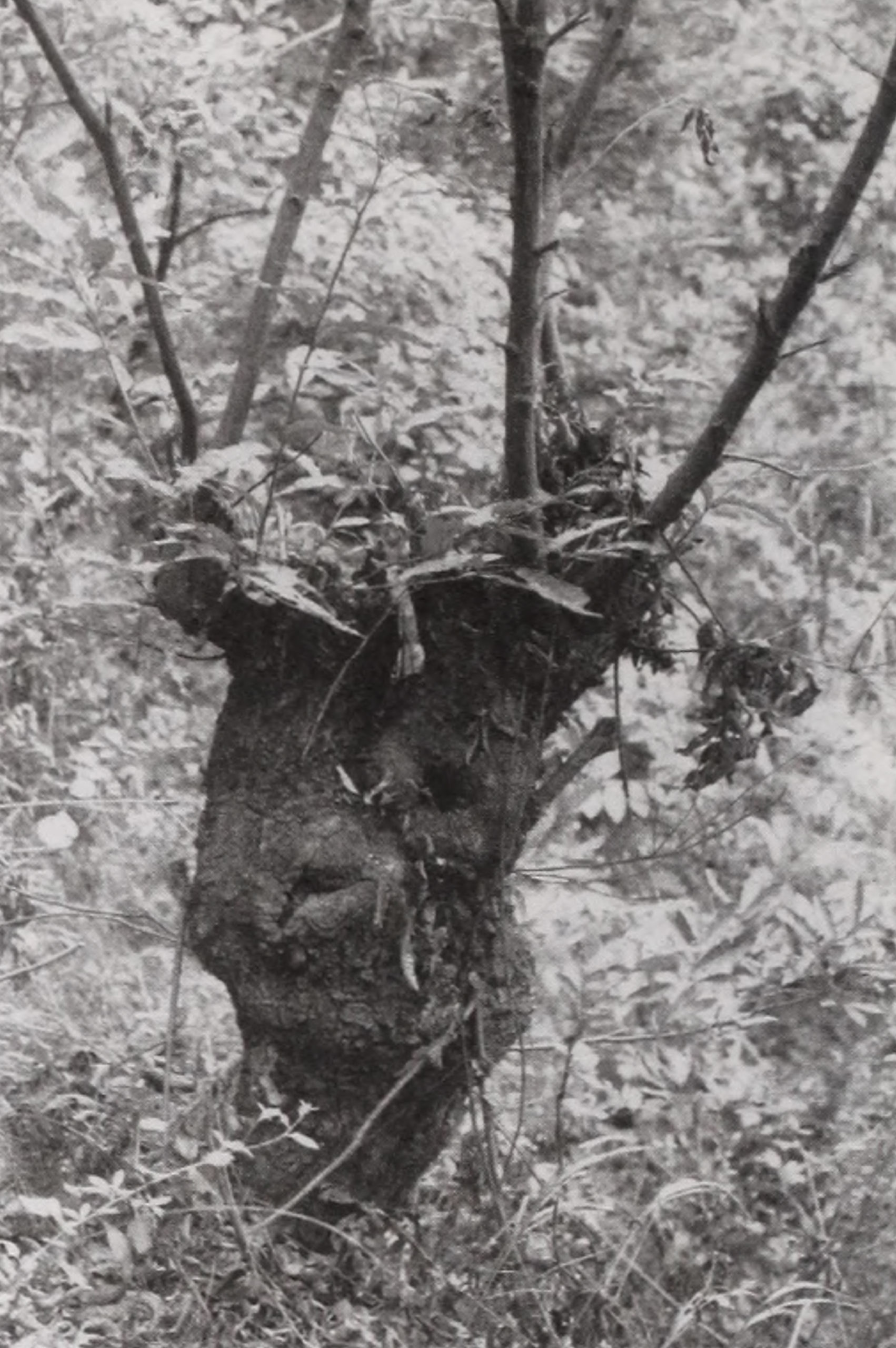 Black-and-white photograph of large trunk with small branches emerging