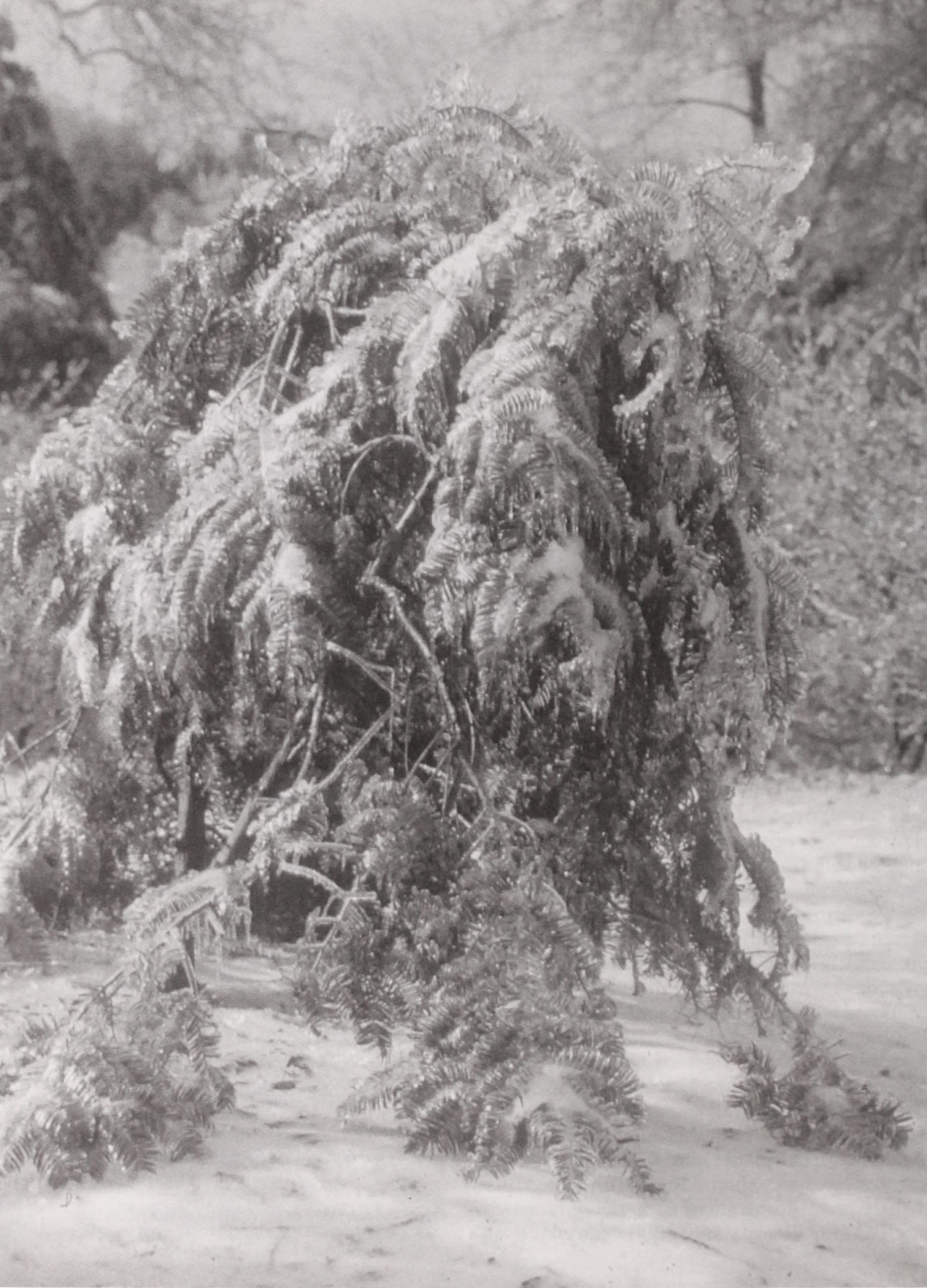 Black-and-white photograph of ice-covered shrub