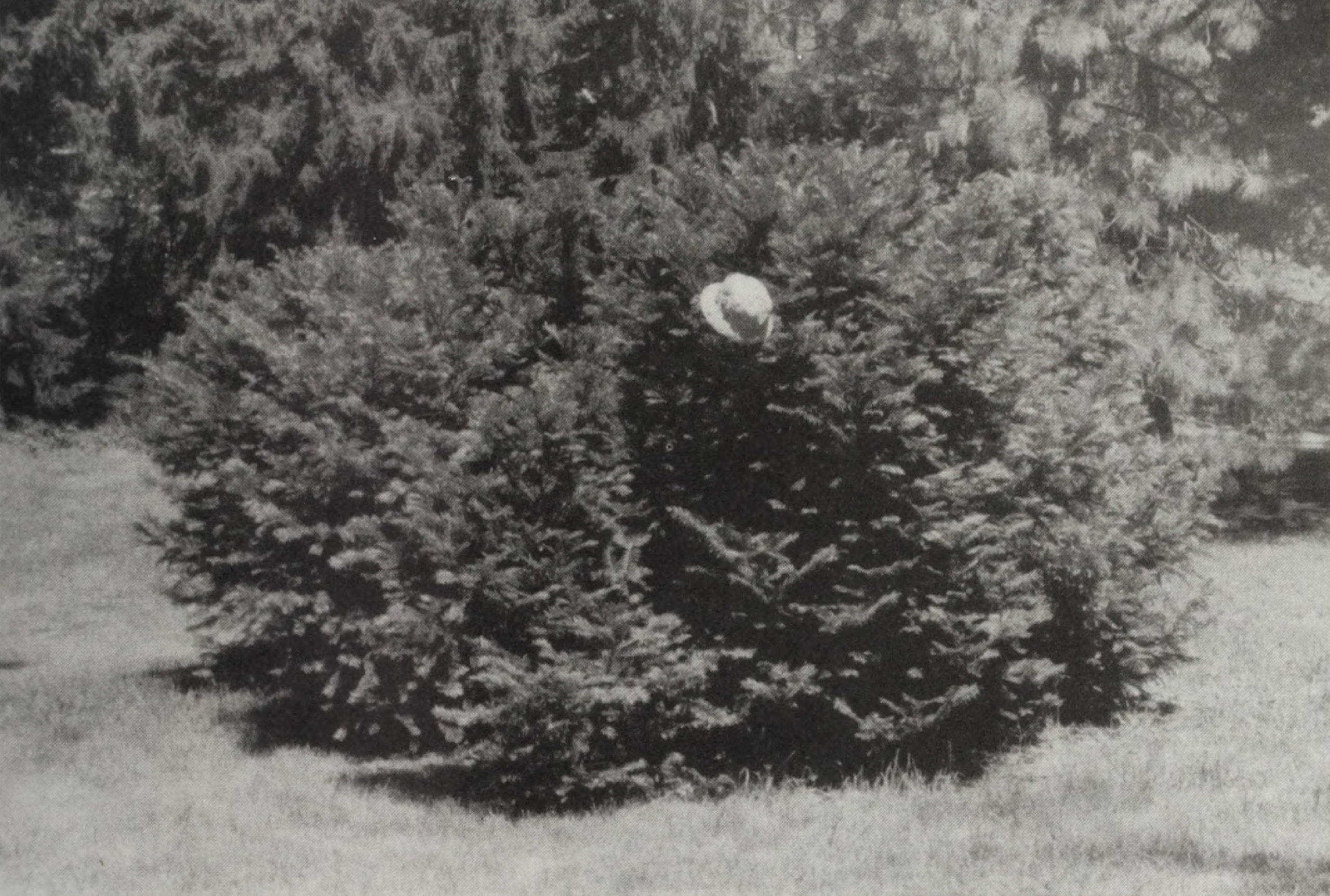 Photograph of dense cephalotaxus shrub