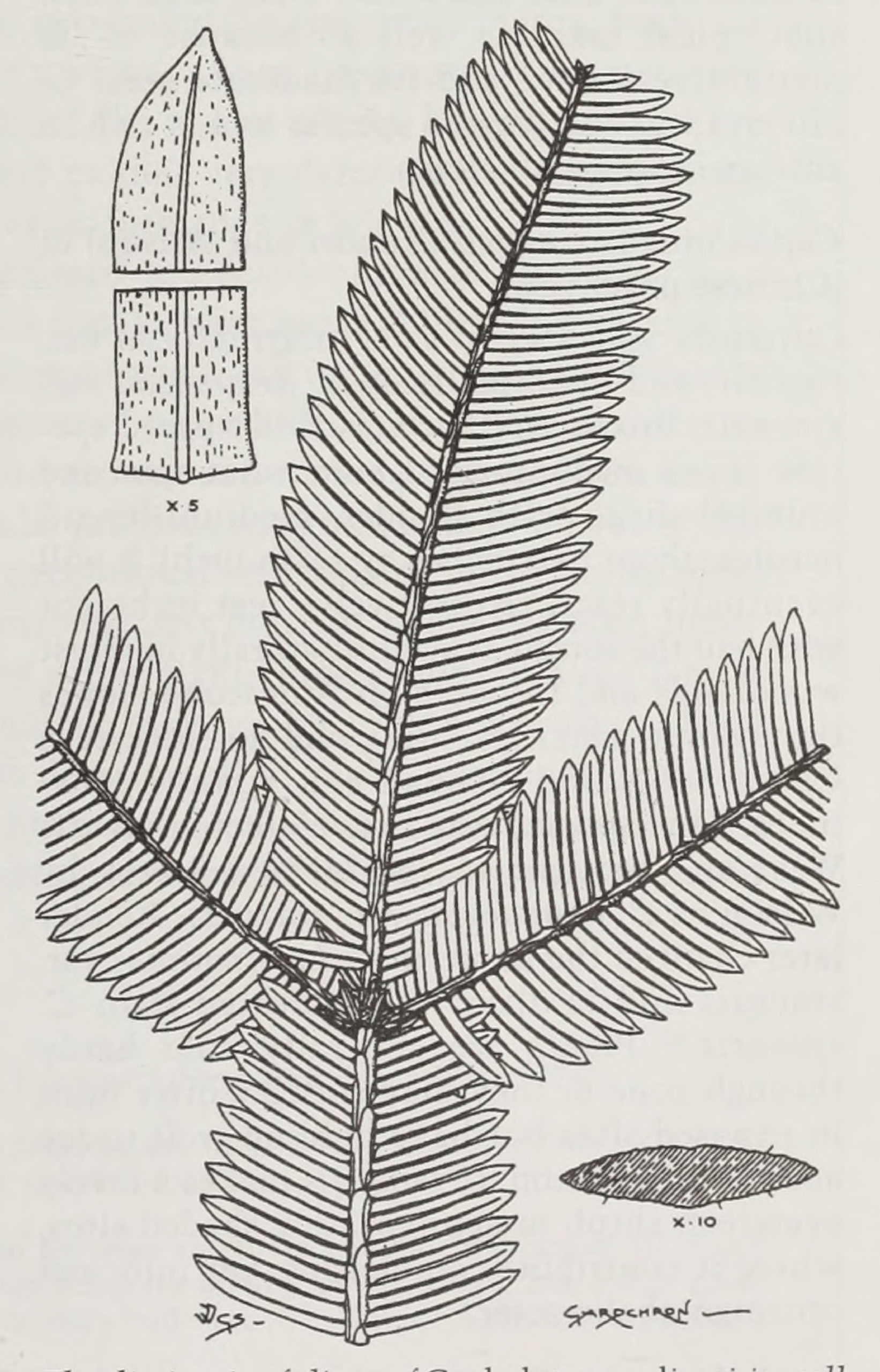 Line illustration of cephalotaxus