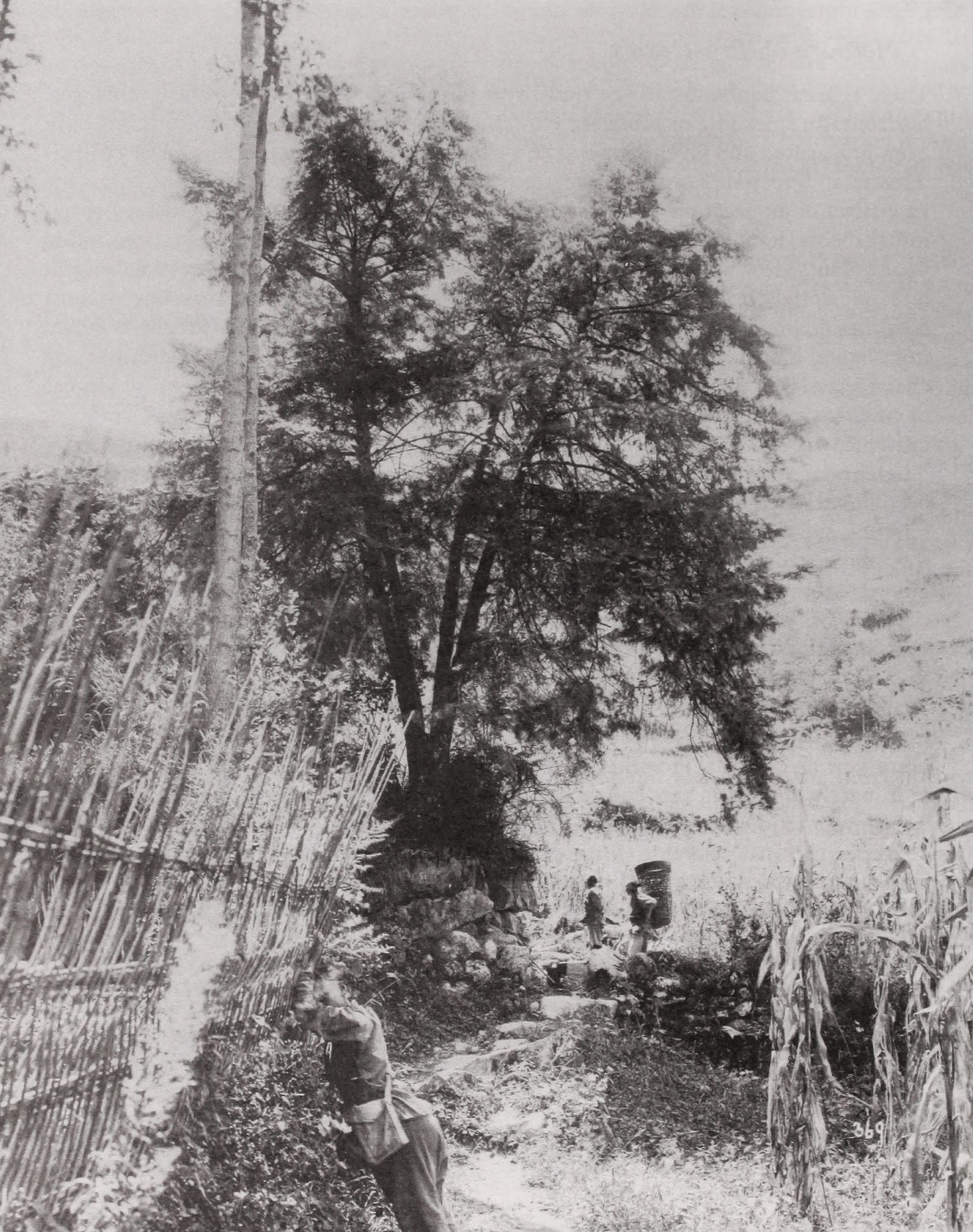 Black-and-white photograph of large cephalotaxus growing on edge of field