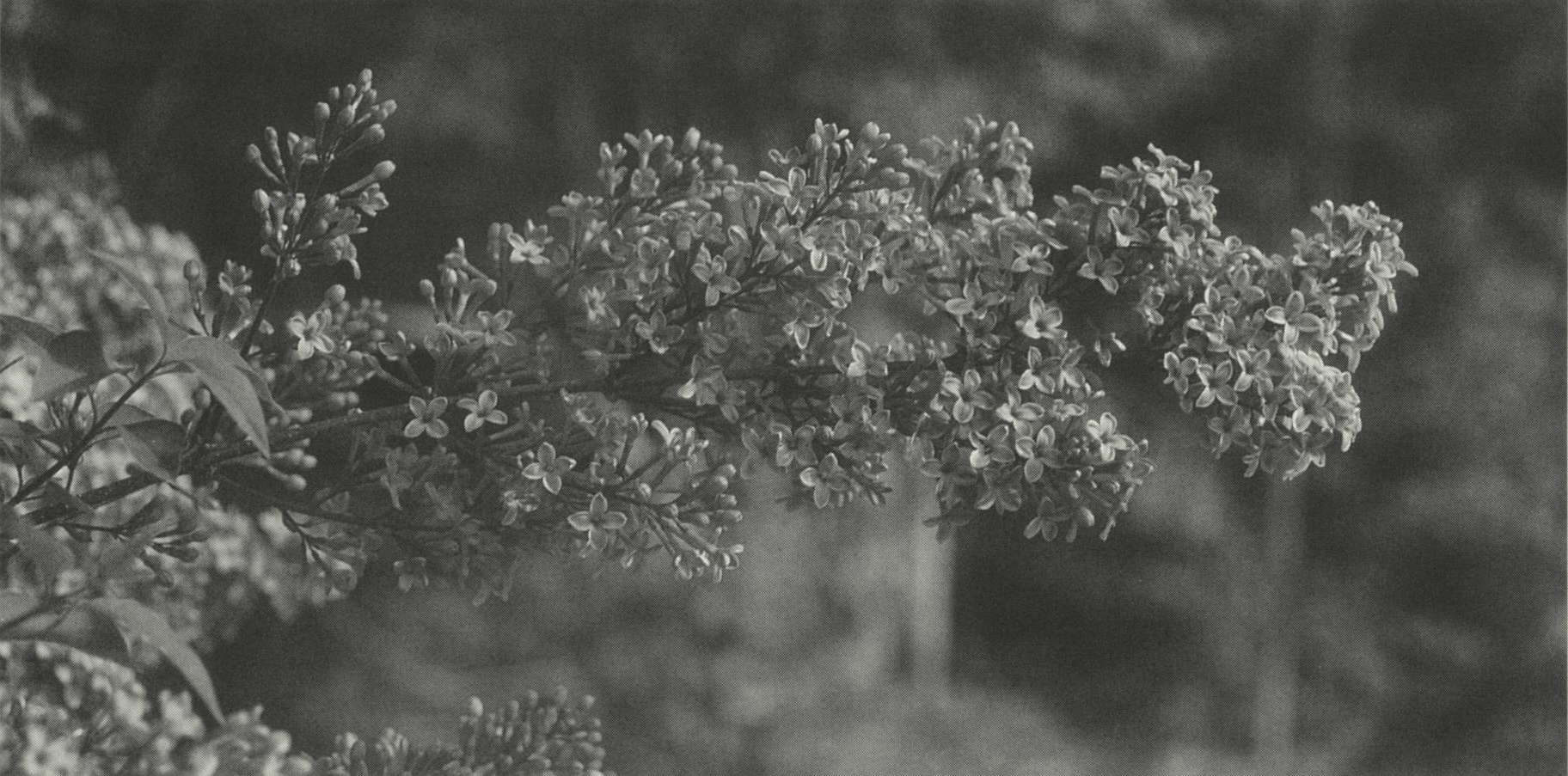 Black-and-white photograph of long lilac infloresence