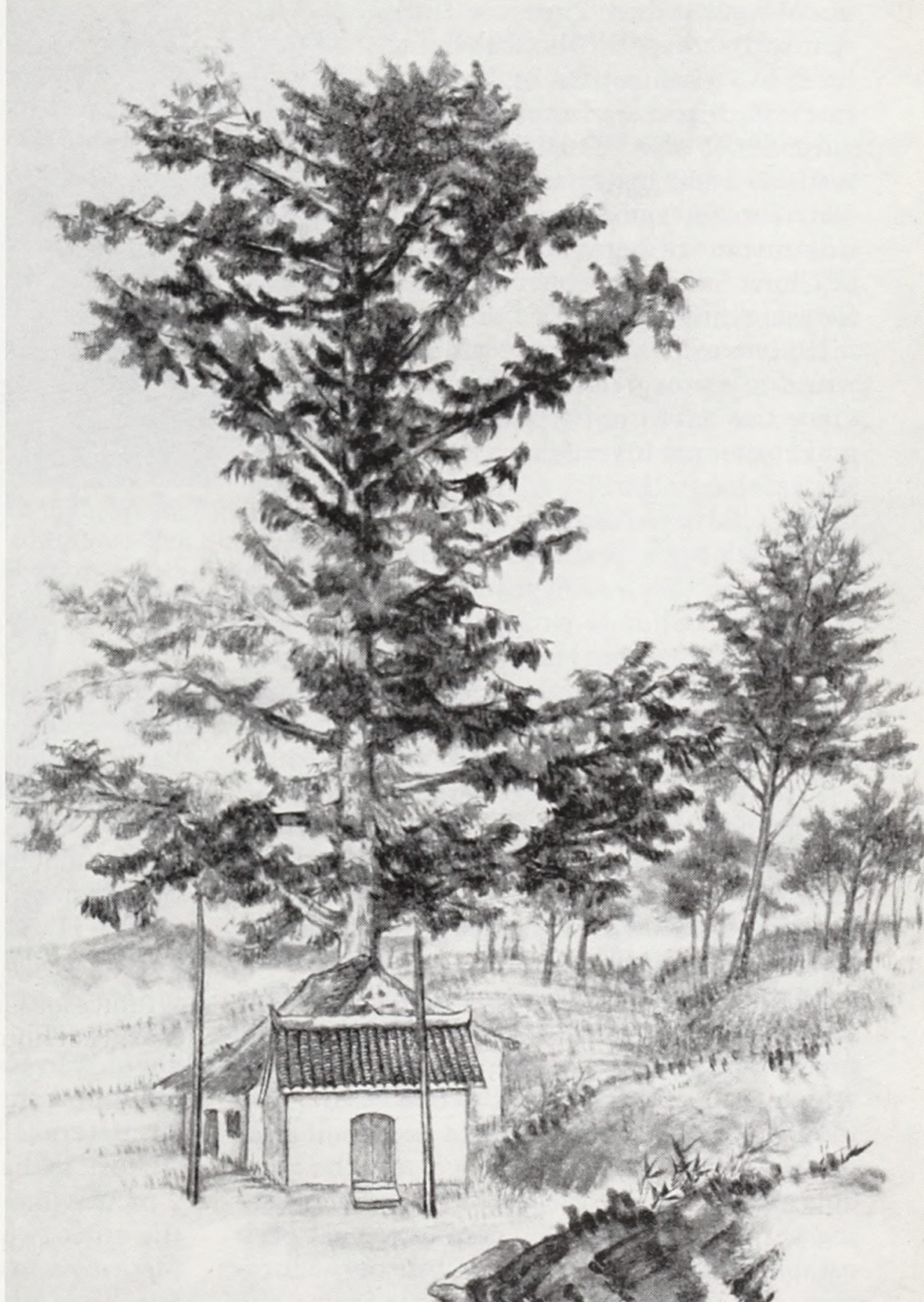 Illustration of dawn redwood with small building in foreground