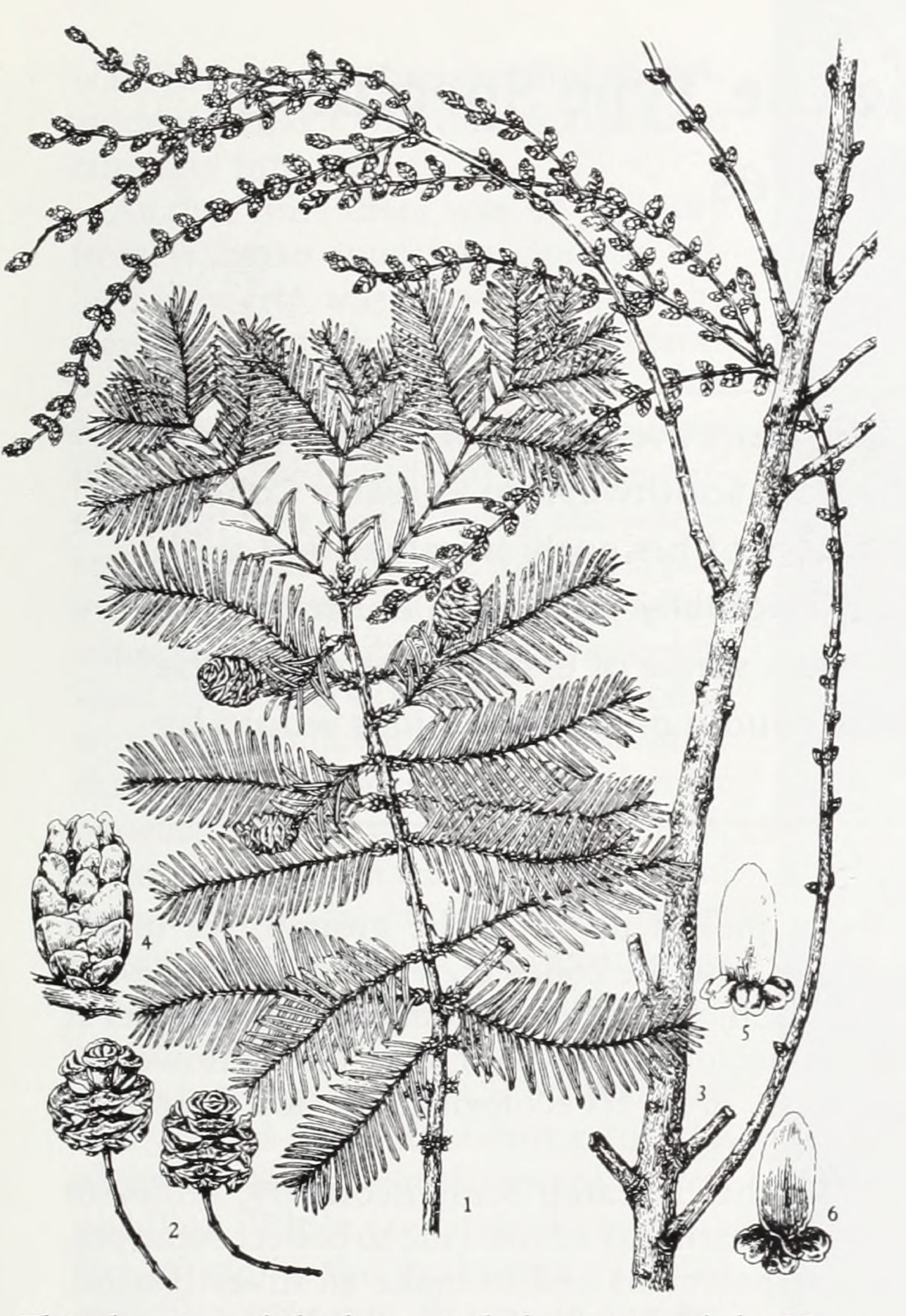 Botanical illustration of dawn redwood