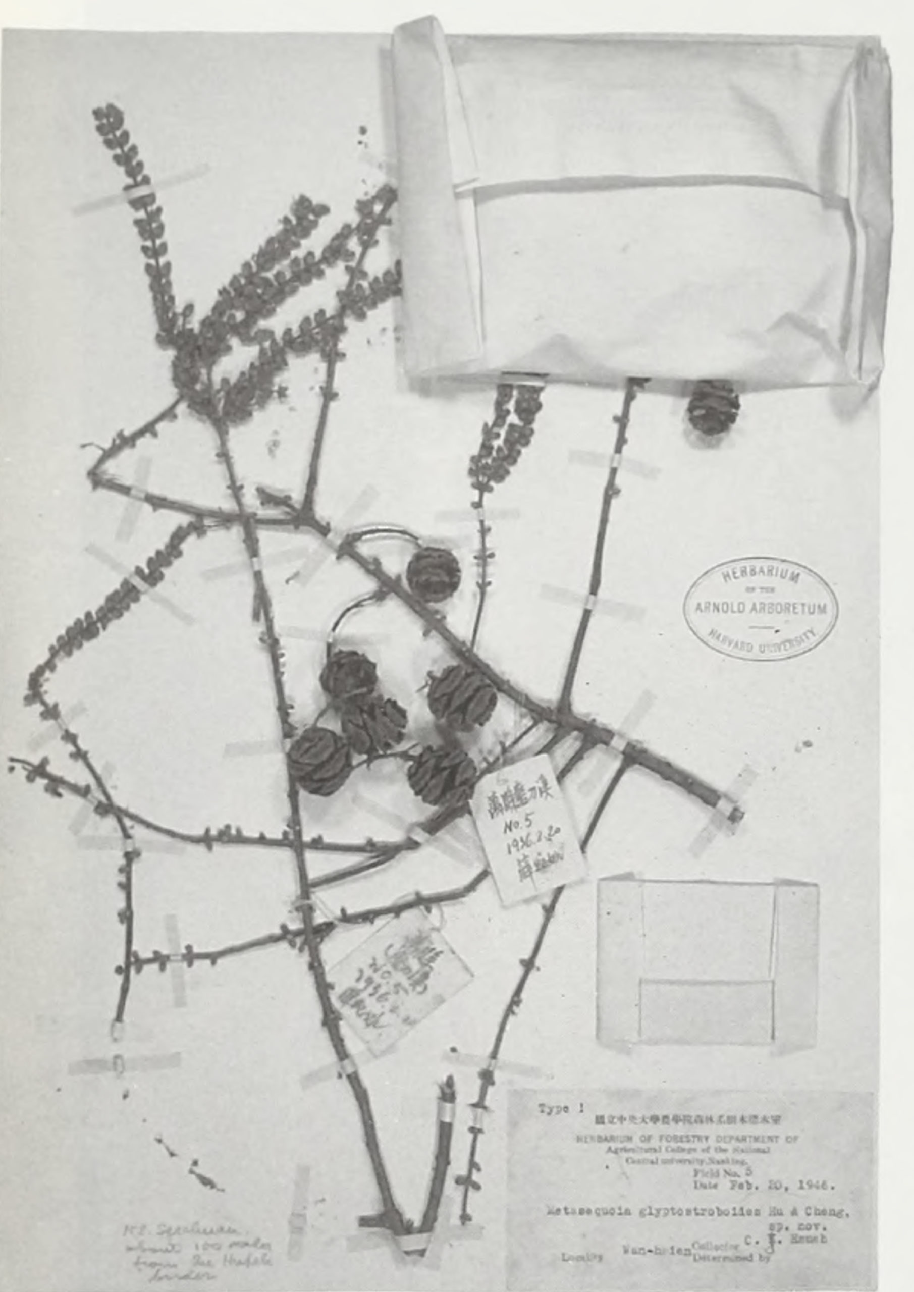 Black-and-white photograph of herbarium specimen showing leafless branches