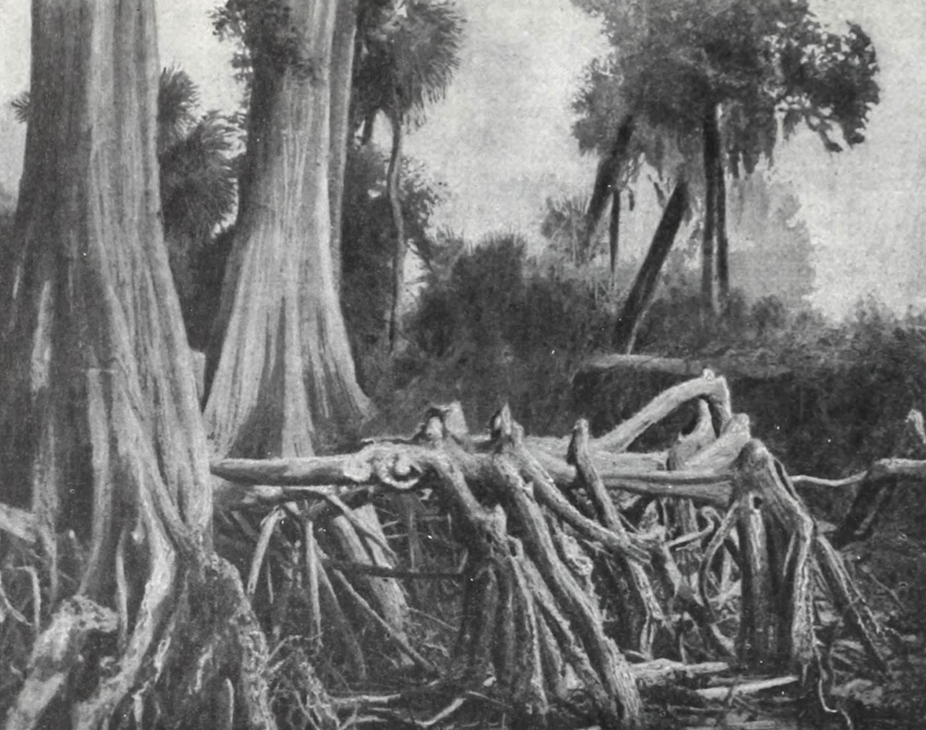 A painting of the exposed roots of a baldcypress.