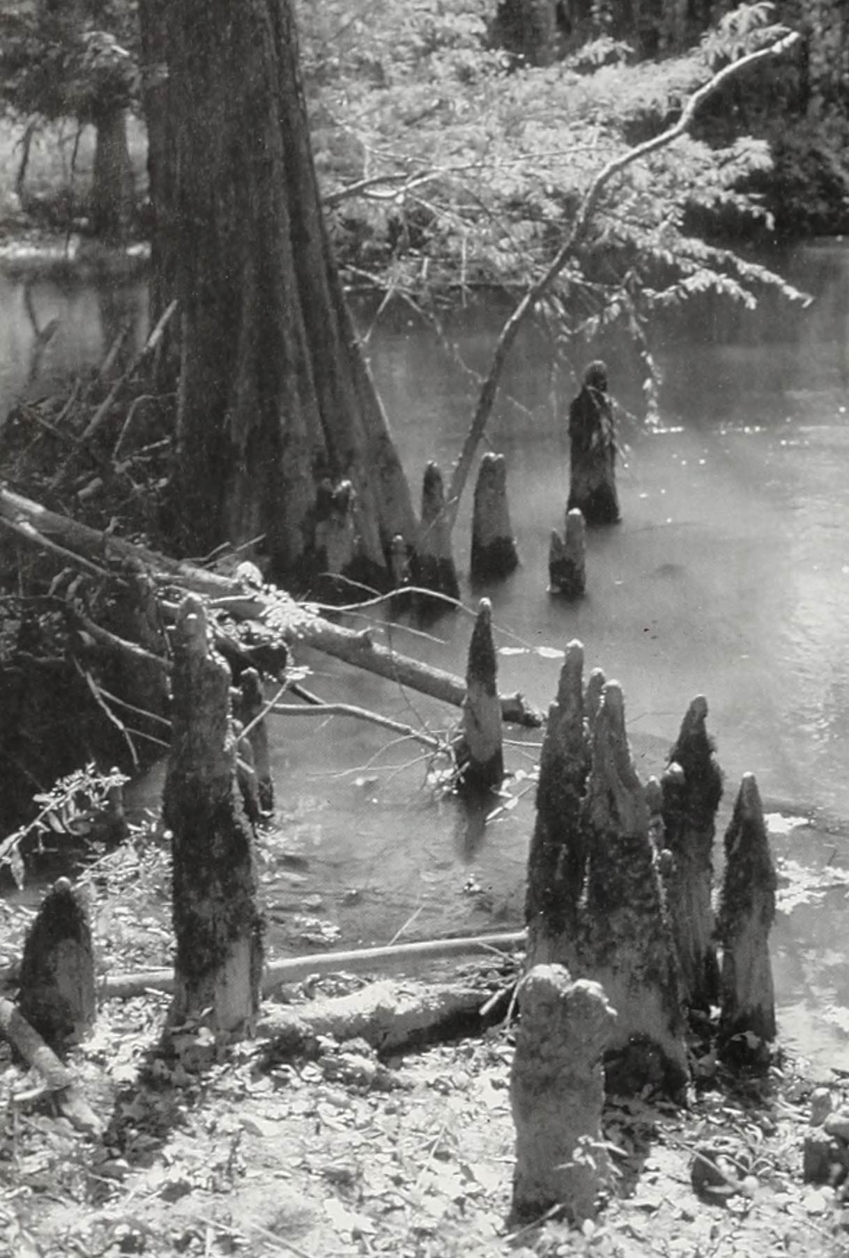 A black and white photo of baldcypress knees in the Wolf River, Tennessee.