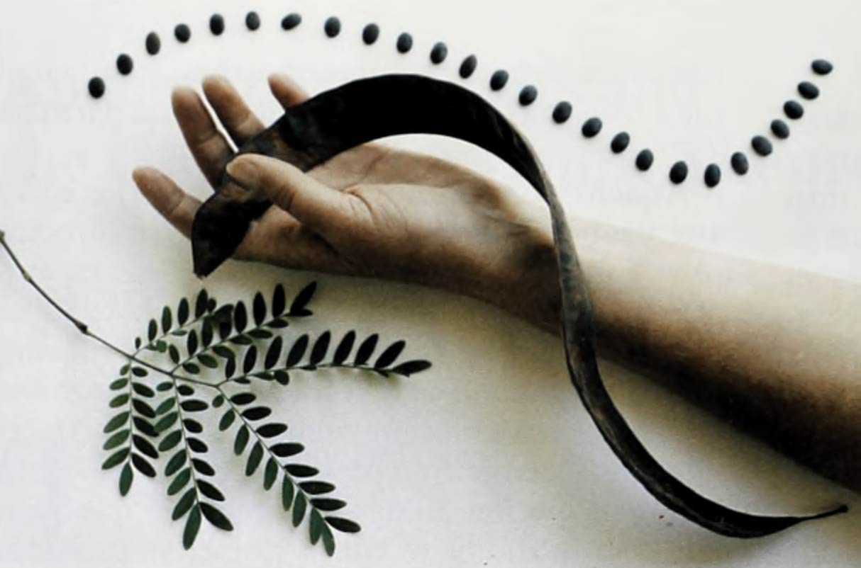 A color photo of a honey locust pod resting on the author's arm, with the usual number of seeds in a pod displayed above.