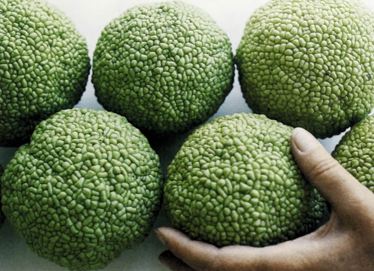 A color photo of several osage oranges, one of which rests in the author's hand.