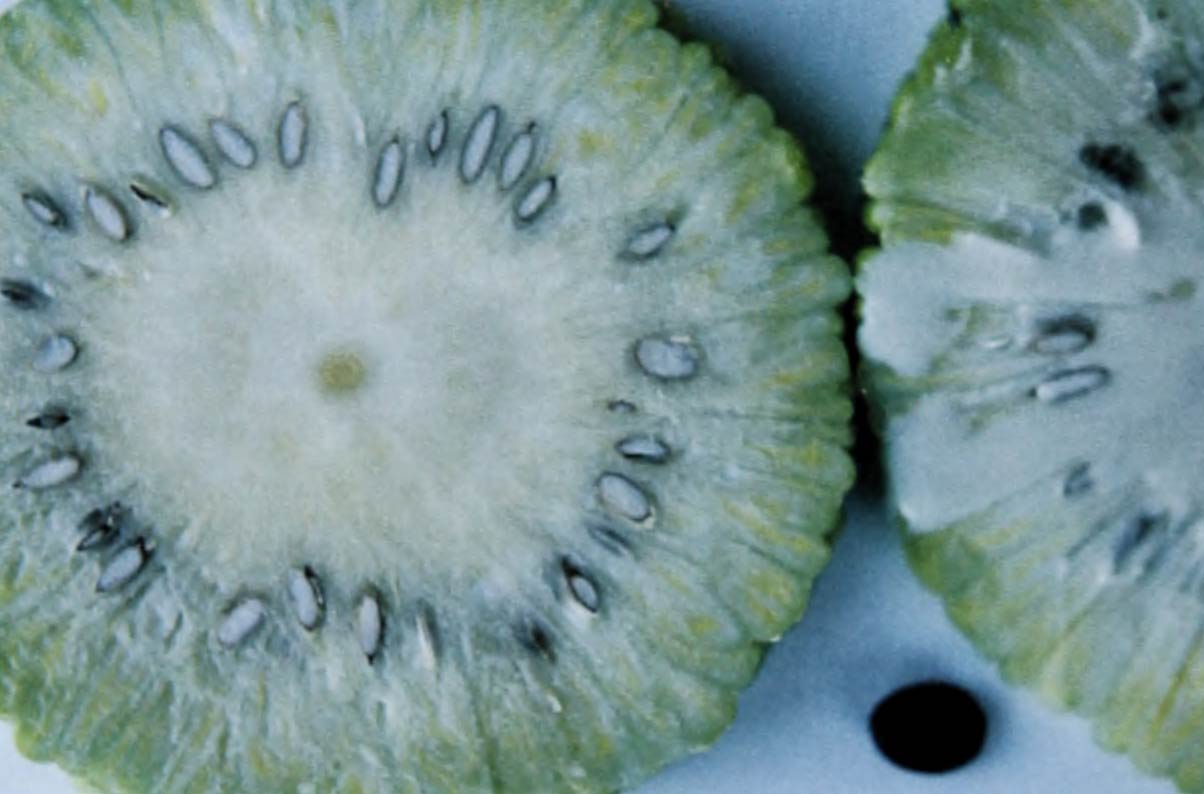 A color photo of two slices of osage orange, one oozing white latex, the other wiped clean. A honey locust seed is shown for comparison.