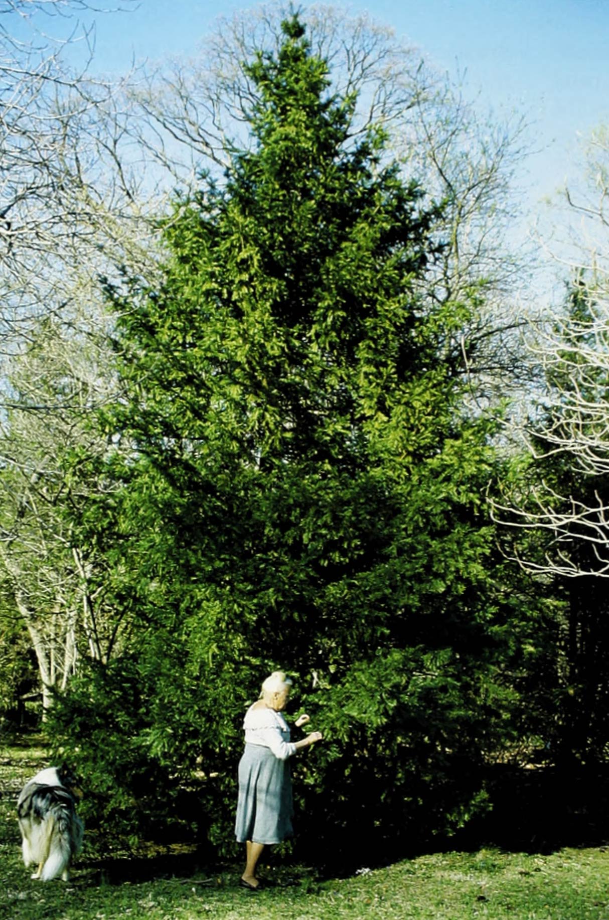 A color photo of a florida torreya.