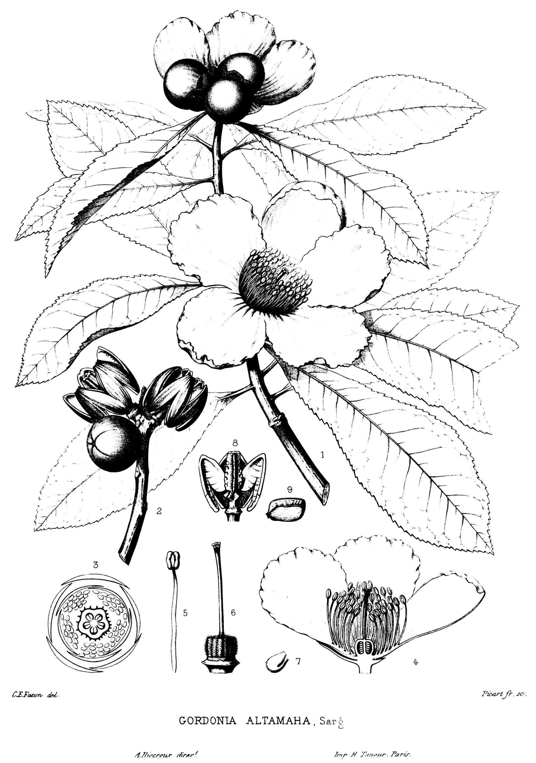 Black-and-white illustration of franklinia with delicately rendered flowers, fruit, leaves, and branches