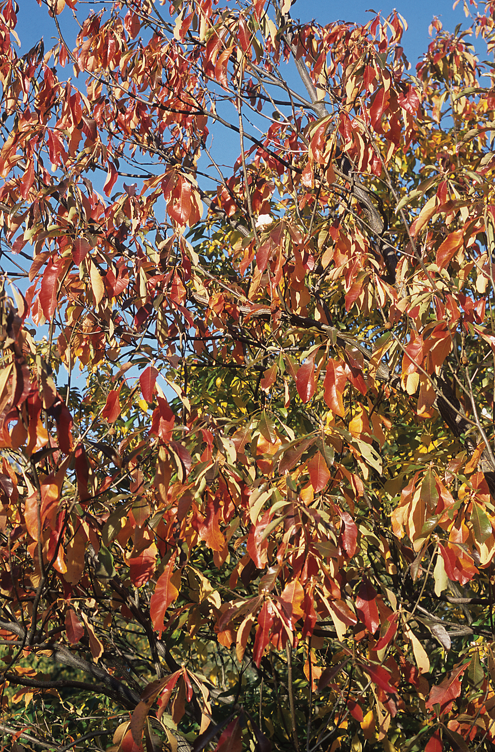 Red and yellow fall color of franklinia