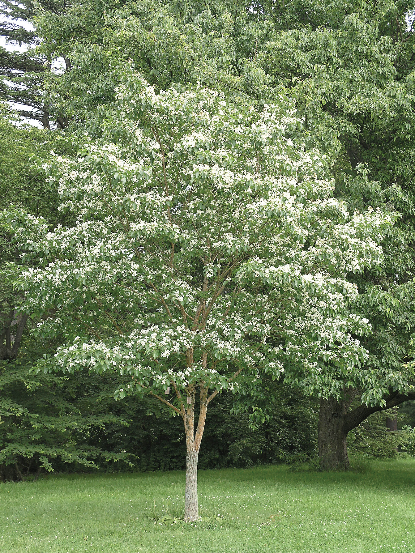 Upright tree with round crown covered with white flowers