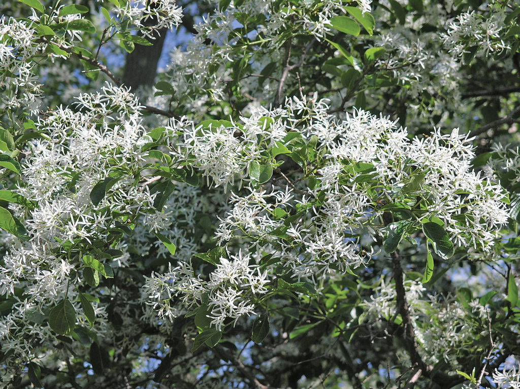 Chionanthus retusus The Chinese Fringetree Arnold Arboretum Arnold