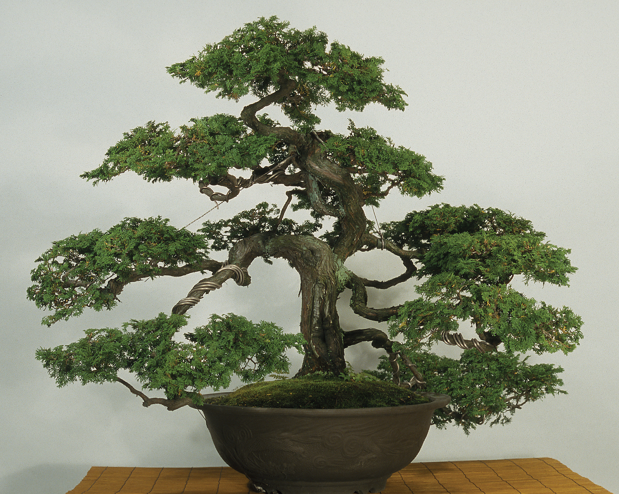 Color photograph of large bonsai