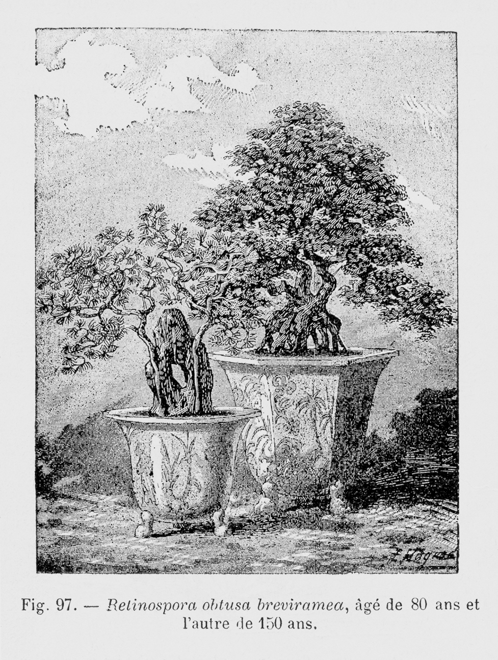 Black-and-white illustration showing two bonsai