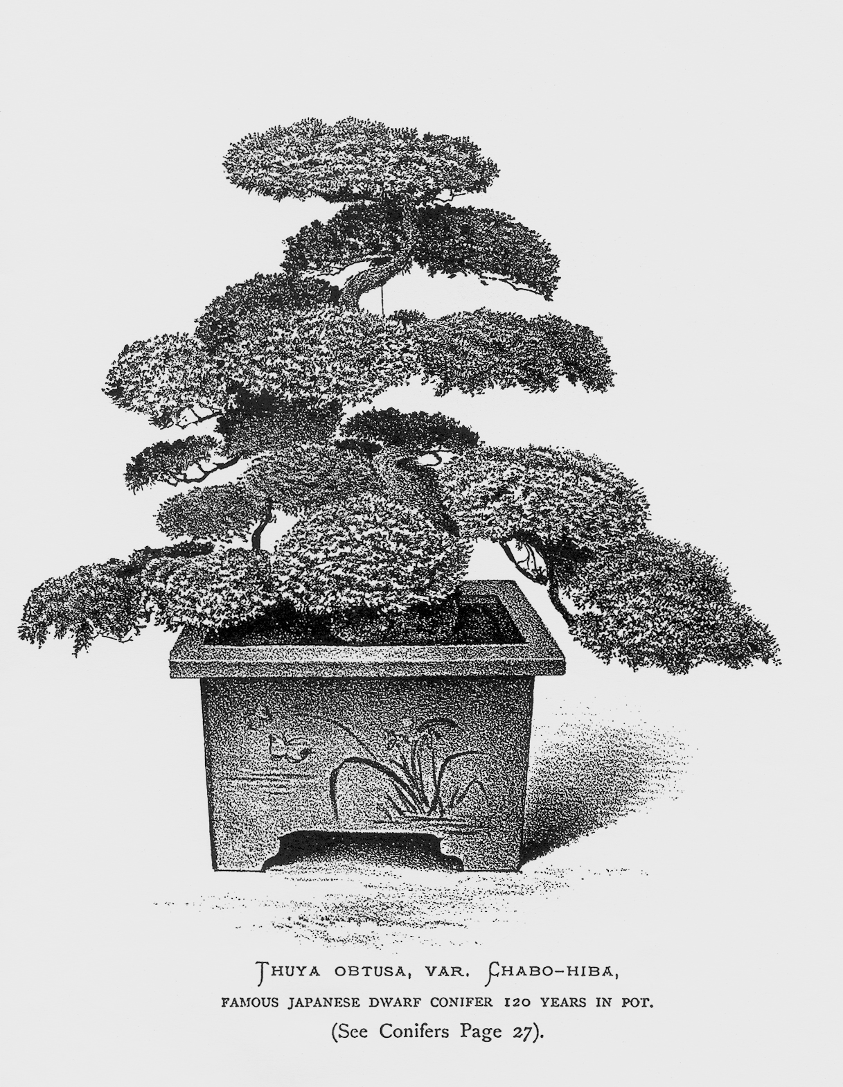 Black-and-white illustration of large bonsai