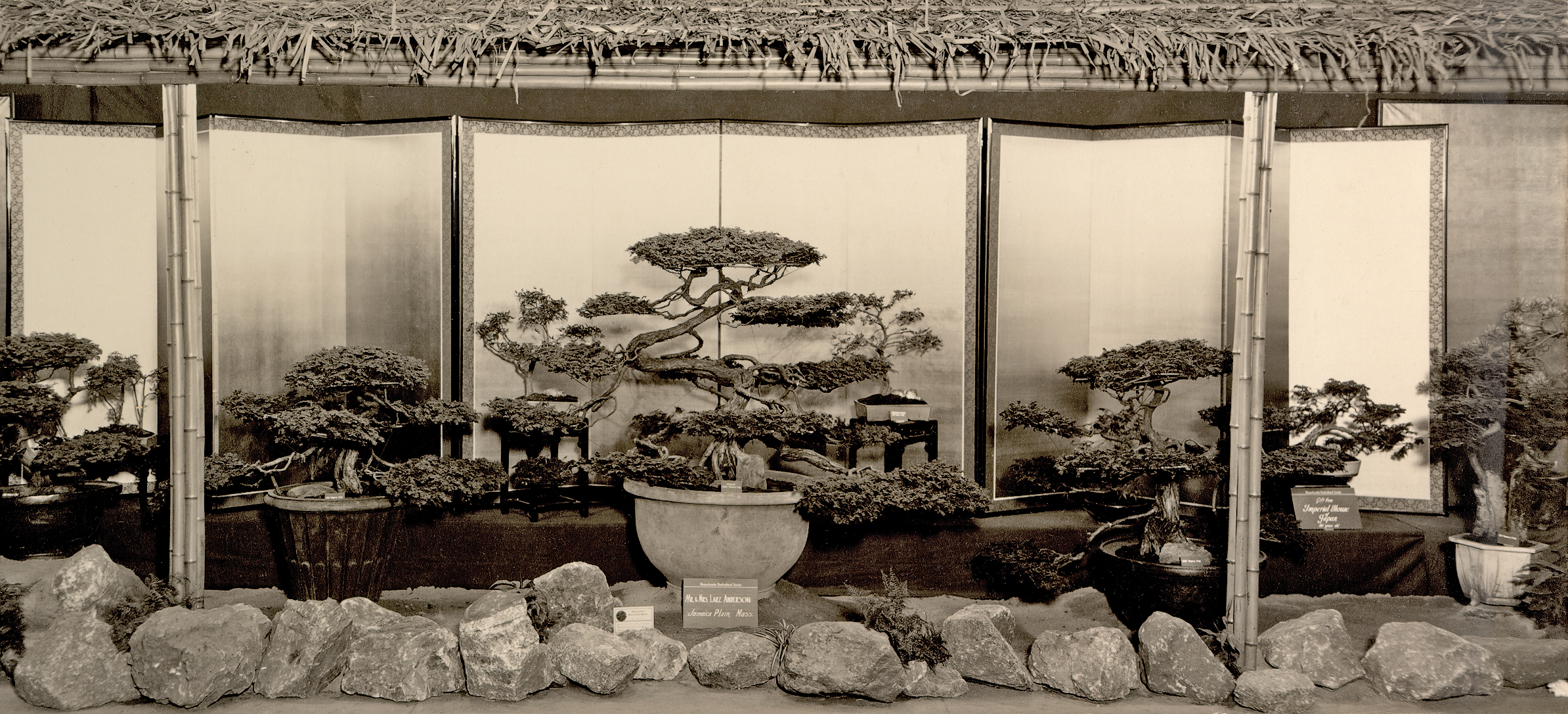 Tranquil Bonsai Tree Make N' Take - Colorado – Littleton