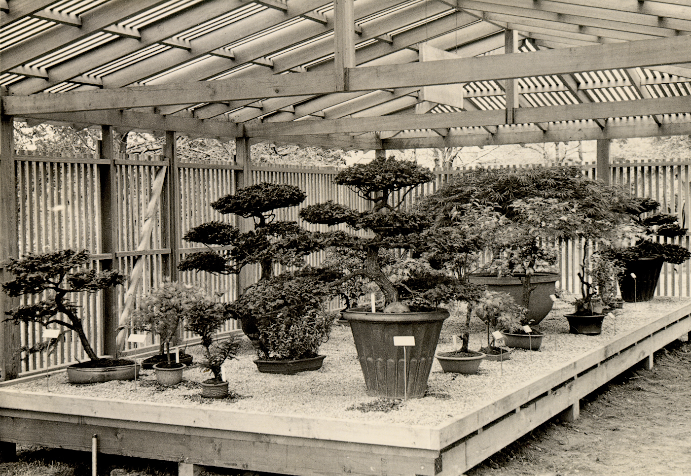 Sepia photograph of bonsai displayed on broad table