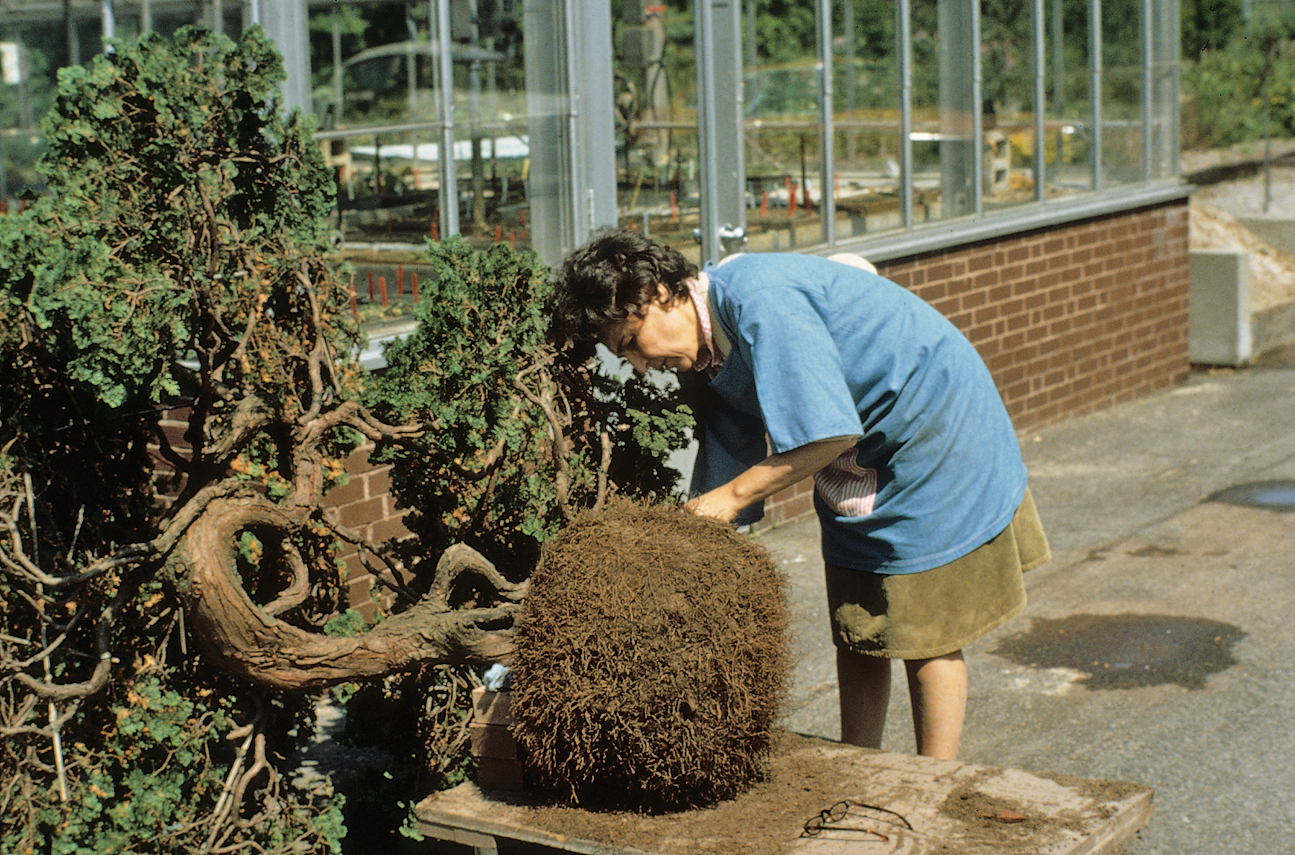 Color photograph of woman working with unpotted bonsai