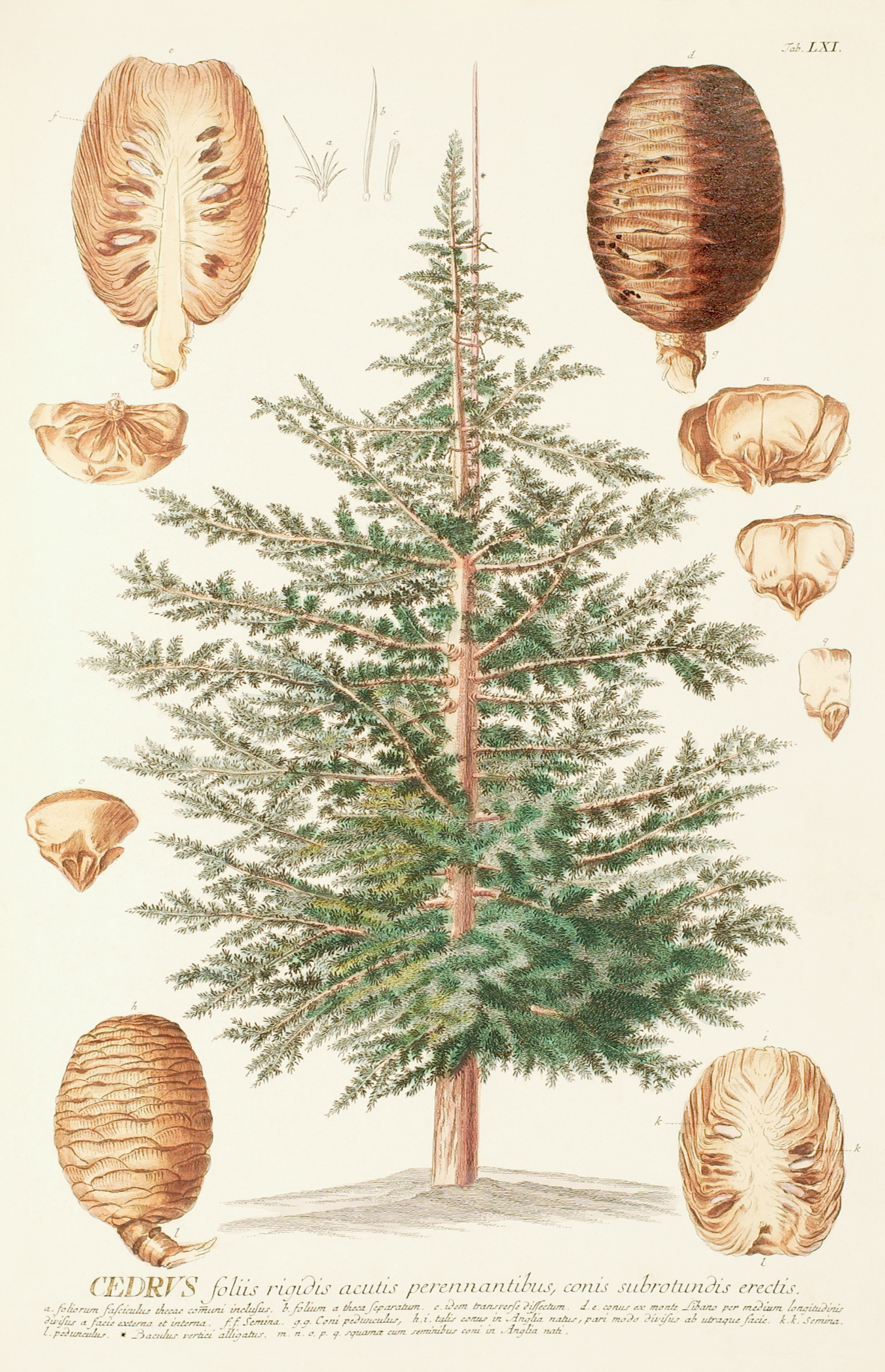 Illustration of cedar of lebanon tree showing form, along with close-ups of dissected cones