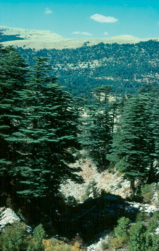 Cedar of Lebanons frowing on stony mountain