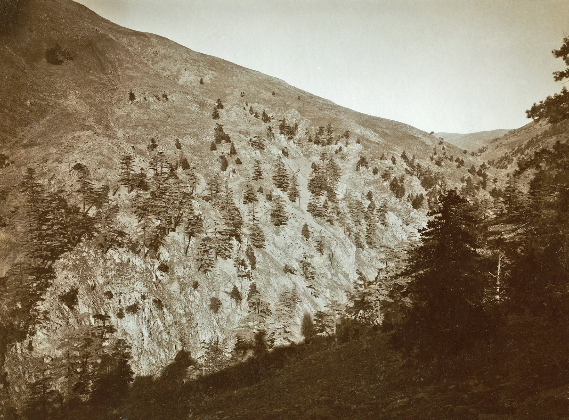 Sepia tinged photograph of scattered cedars on mountain slope