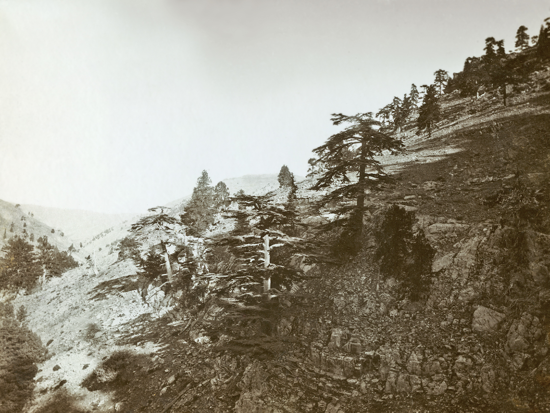 Sepia tinged photograph of scattered cedars on mountain slope, closer view