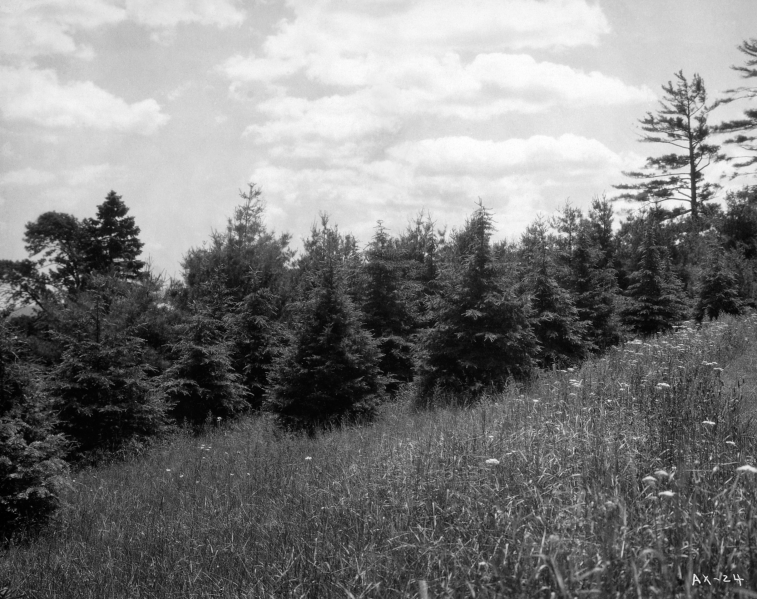 Young cedars growing in tall grass