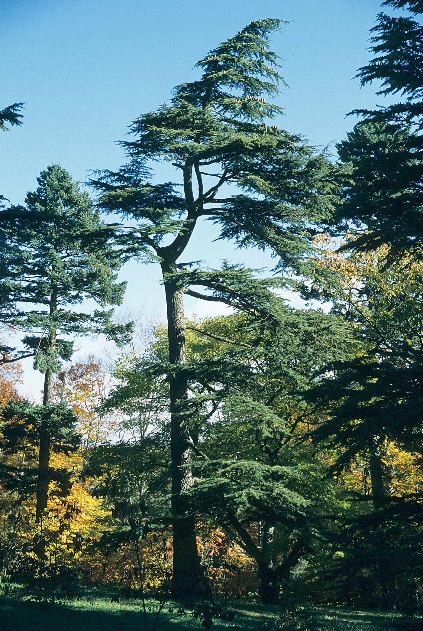 Mature cedar with showing distinctive bend near top where a new leader has grown