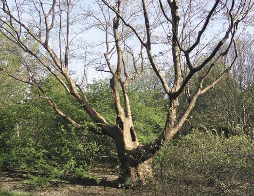 Paperbark maple in winter