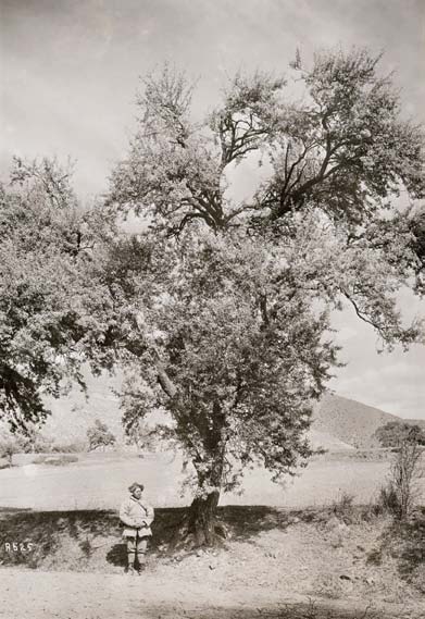 A sepia-tone picture of Joseph F. Rock standing beside Malus transitoria.