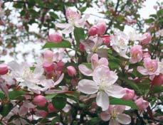 A color photo of Malus hupehensis flowers.