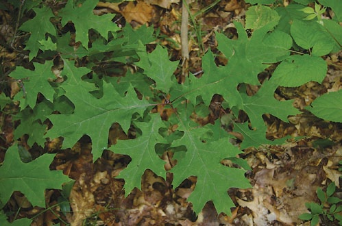 A color photo of a scarlet oak seedling.