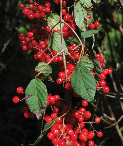 Red fruits of viburnum