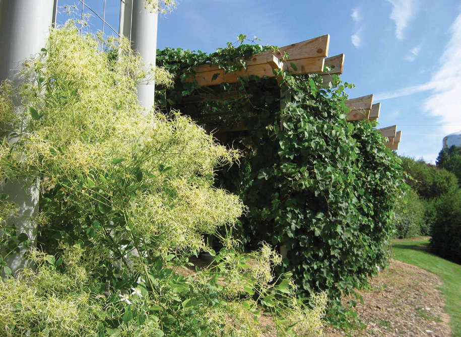 Photo of plants growing in garden bed