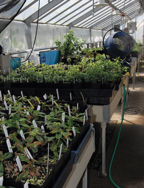 Photo of plants in greenhouses at the Arnold Arboretum