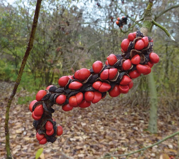 Photo of magnolia fruit