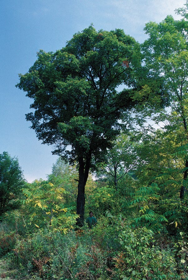 Photo of large tree in summer