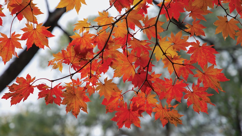 Photo of red and orange maple leaves viewed from beneath