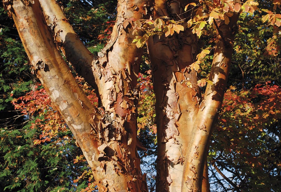 Bark of paperbark maple with red leaves visible in background