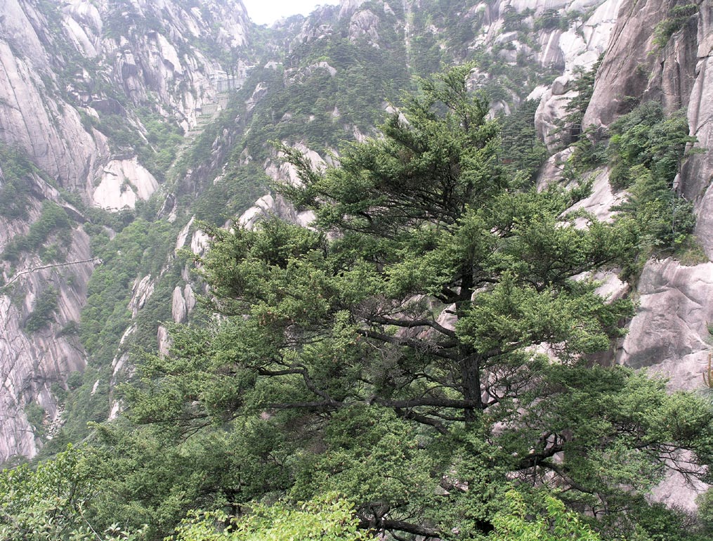 Photograph of tree growing with mountain in background