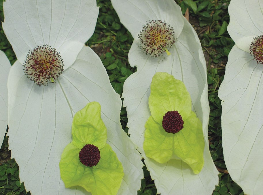 Dried Flowers Still Life White Flora 96