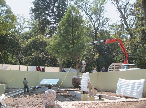 A color photo of a Montezuma cypress being transplanted into a landscape.